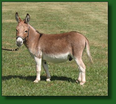 The Elms Little Red Gun LN