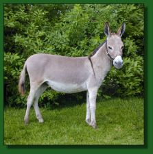 Parkside Wildfire - Lot #33