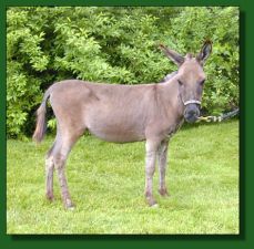 Shawmar's La Minuit - Lot #26