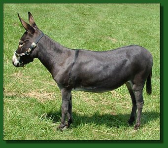 LN Abbavail - Lot #30