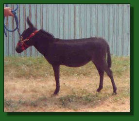 Lot #29 ~ Arcadian's Bridgett's Black Beauty