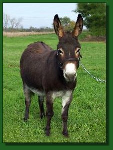 Ass-Pirin Acres Callula ~ Lot #21