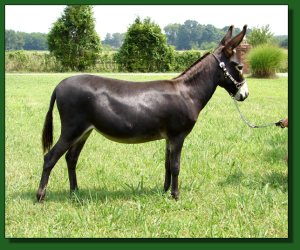 Lot #44 ~ Half Ass Acres Baby Phat