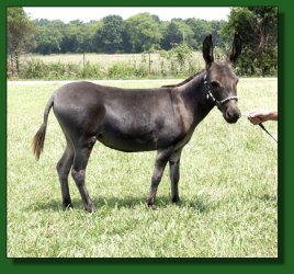 Lot #41 ~ Half Ass Acres Bedazzled