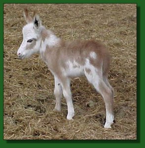 Big River Red Lightening ~ Lot #12