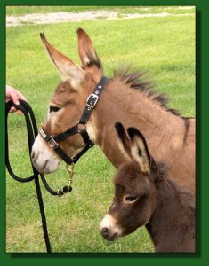 Click photo of miniature donkey to enlarge image
