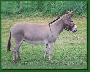 Lot # 46 ~ Bunker Hill Caramel Candy