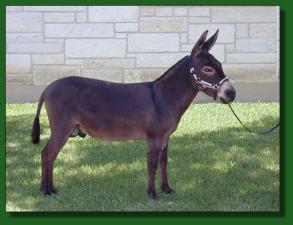 Tex*Ass Frontier Legends Chisholm - Lot #20