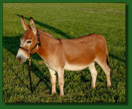 758's DiDi, dark sorrel/red miniature donkey herd sire