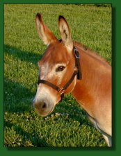 758's DiDi, dark sorrel/red miniature donkey herd sire