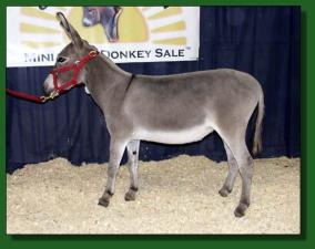 Long Run Farm Ever After - Lot #24