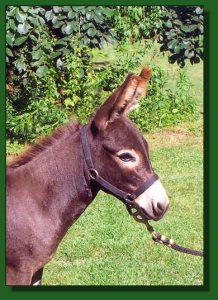 Lot #20 ~ Feather Ridge's Glimmer