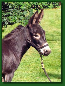 Lot #5 ~ Feather Ridge's Schwanda