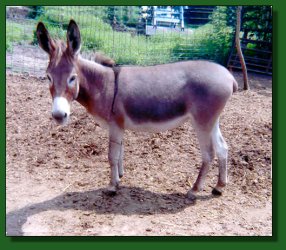 Lot #37 ~ Feather Ridge's Copper Penny