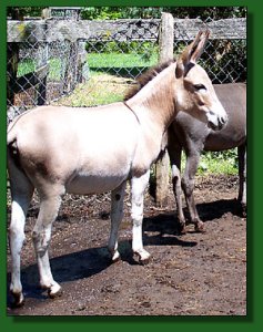 Feather Ridge's Golden Biscuit ~ Lot #9