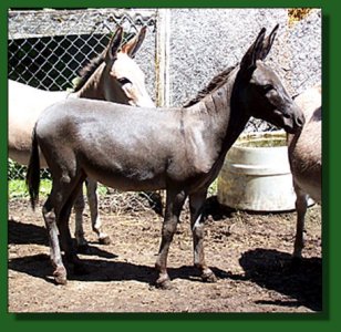 Feather Ridge's Molly ~ Lot #52