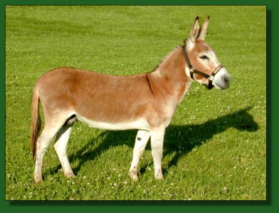 MGF Fiftyfire, sorrel miniature donkey jack 