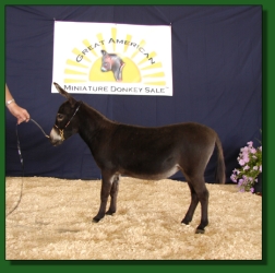 Lot # 60 ~ Heiken's Ark Libby LB
