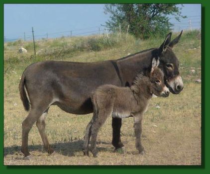 Heiken's Ark Vicki & newborn jack foal by her side ~ Lot #61