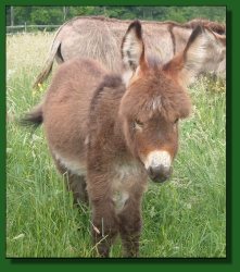 Lot #54 ~ H.C.F. Holiday Joy & jack foal, H.C.F. Joy's Artful Dodger