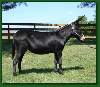 HHAA Hula Hoop ! Lot #40