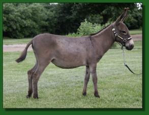 Brasstown Brayers Impatience - Lot #2