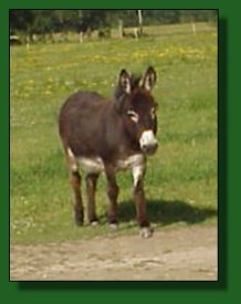 Lot #33 ~ Blue Chip Kassandra