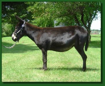 Lil Jackson Ranch Angel ~ Lot #8