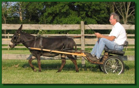 Long Run Millie ~ Lot #66