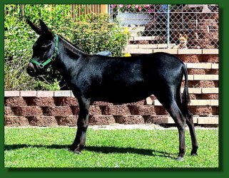 Lot #37 ~ Merry-Go-Round's Silhouette