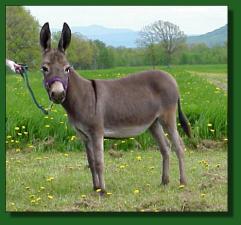 Ass-Pirin Acres Miss Molly - Lot #11