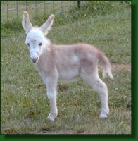 The Elms Misty Dawn, miniature donkey foal