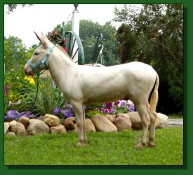 Lot #9 ~ Merry-Go-Round's Mr. Perlino