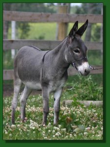 Perfection's Good Morning ~ Lot #42