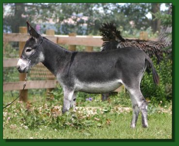 Perfection's Misty Maid ~ Lot #53