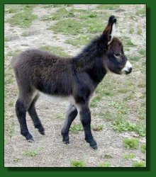 The Elms Precious Jewel