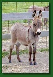 The Elms Princess Victoria