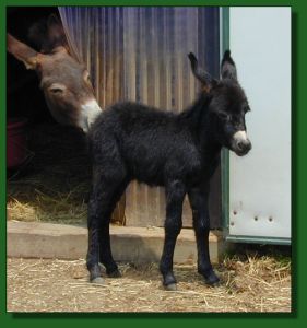 The Elms Queen of Spades