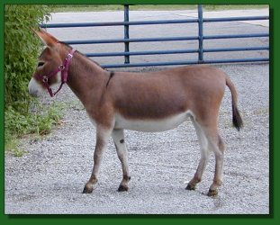 Lot #41 ~ The Elms Sedona Red