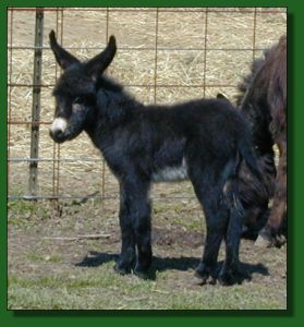 The Elms Shining Black Knight