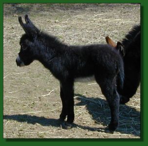 The Elms Shining Black Knight