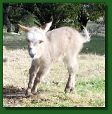 Hauenstein's Snickers - Lot #14