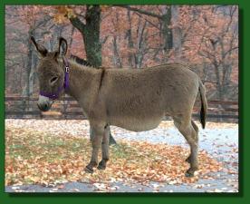 Hauenstein's Stardust - Lot #41