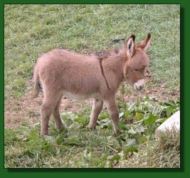 The Elms Sweet N Tangy