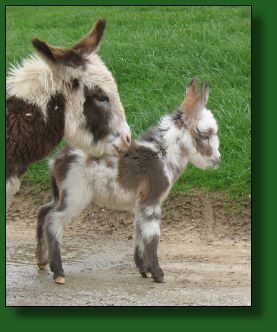 The Elms Telly's Tale