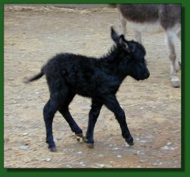 The Elms Thunder Boom