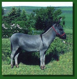 Lot #43 ~ Hiwest Twinkle