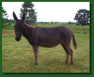 Lot #26 ~ The Red Gate'sVelvet