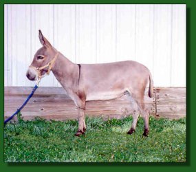 Lot #38 ~ West Prairie Amber