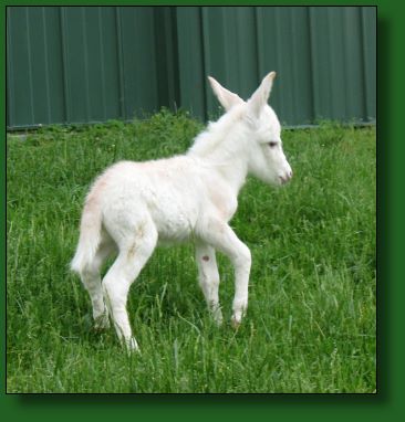 The Elms White Lightening